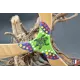 boomerang warramba